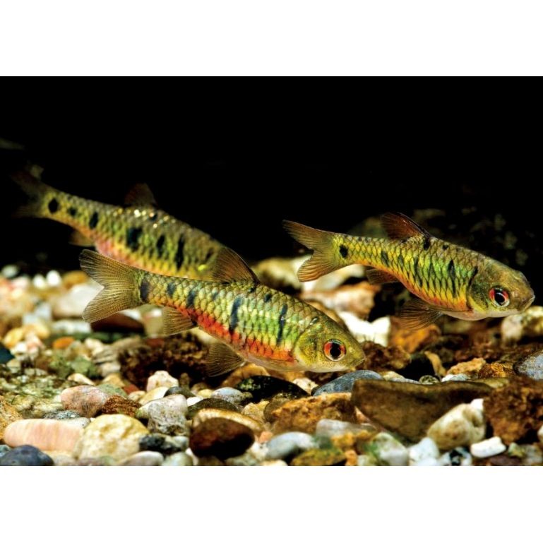 很小很小的觀賞魚叫啥名字：孔雀魚、斑馬丹頂紅、月光魚、白云金絲魚等觀賞魚盤點