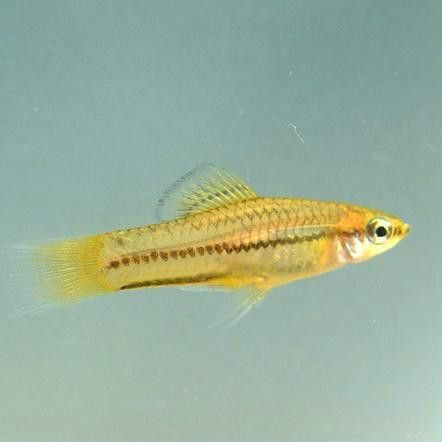 很小很小的觀賞魚叫啥名字：孔雀魚、斑馬丹頂紅、月光魚、<strong><mark>白云</mark></strong>金絲魚等觀賞魚盤點
