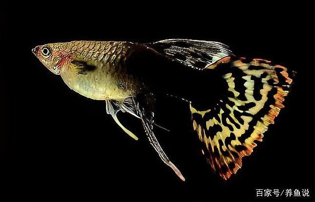 很小很小的觀賞魚叫啥名字：孔雀魚、斑馬丹頂紅、月光魚、白云金絲魚等觀賞魚盤點