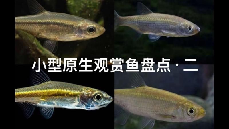很小很小的觀賞魚叫啥名字：孔雀魚、斑馬丹頂紅、月光魚、白云金絲魚等觀賞魚盤點