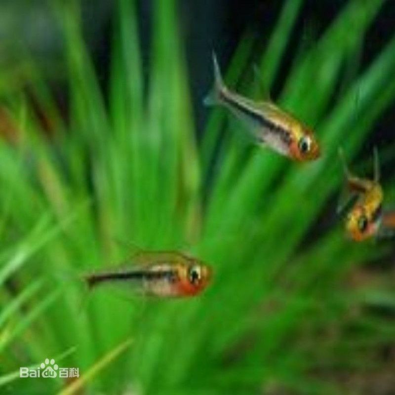 很小很小的觀賞魚叫啥名字：孔雀魚、斑馬丹頂紅、月光魚、白云金絲魚等觀賞魚盤點