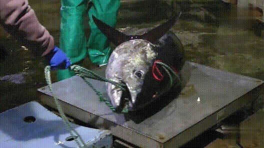 日本的十<strong><mark>大名</mark></strong>魚：日本十<strong><mark>大名</mark></strong>魚