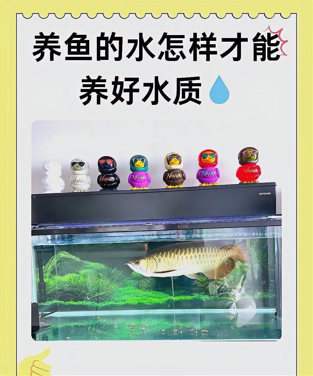 家庭混養(yǎng)魚的搭配：家庭混養(yǎng)魚需兼顧觀賞性與生態(tài)平衡關(guān)鍵在于科學(xué)搭配