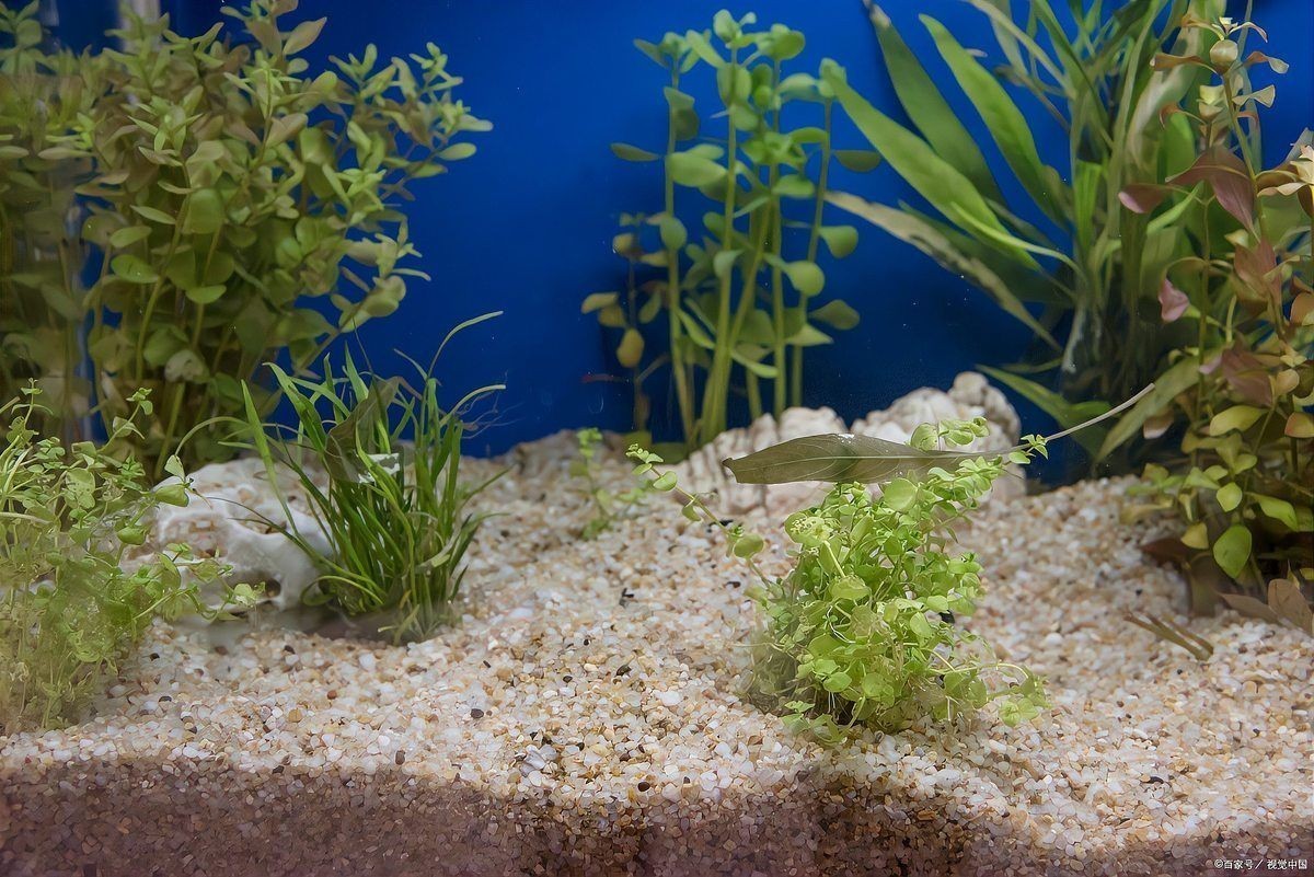 臨沂魚缸維護：臨沂地區(qū)魚缸科學(xué)維護全攻略
