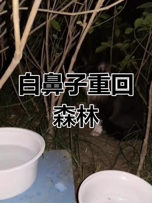 廣東白鼻仔圖片:“廣東白鼻仔”在廣東語境中主要有三重含義涉及戲劇、鳥類和野生動物 全國水族館企業名錄 第6張 廣東白鼻仔圖片:“廣東白鼻仔”在廣東語境中主要有三重含義涉及戲劇、鳥類和野生動物 廣東白鼻仔圖片:“廣東白鼻仔”在廣東語境中主要有三重含義涉及戲劇、鳥類和野生動物 全國水族館企業名錄 第6張