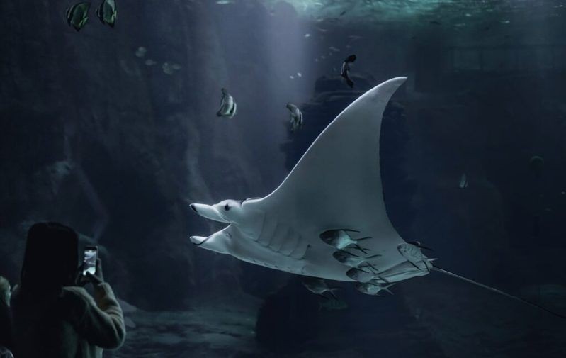 國家水族館名錄查詢：2018國家水族館名錄查詢