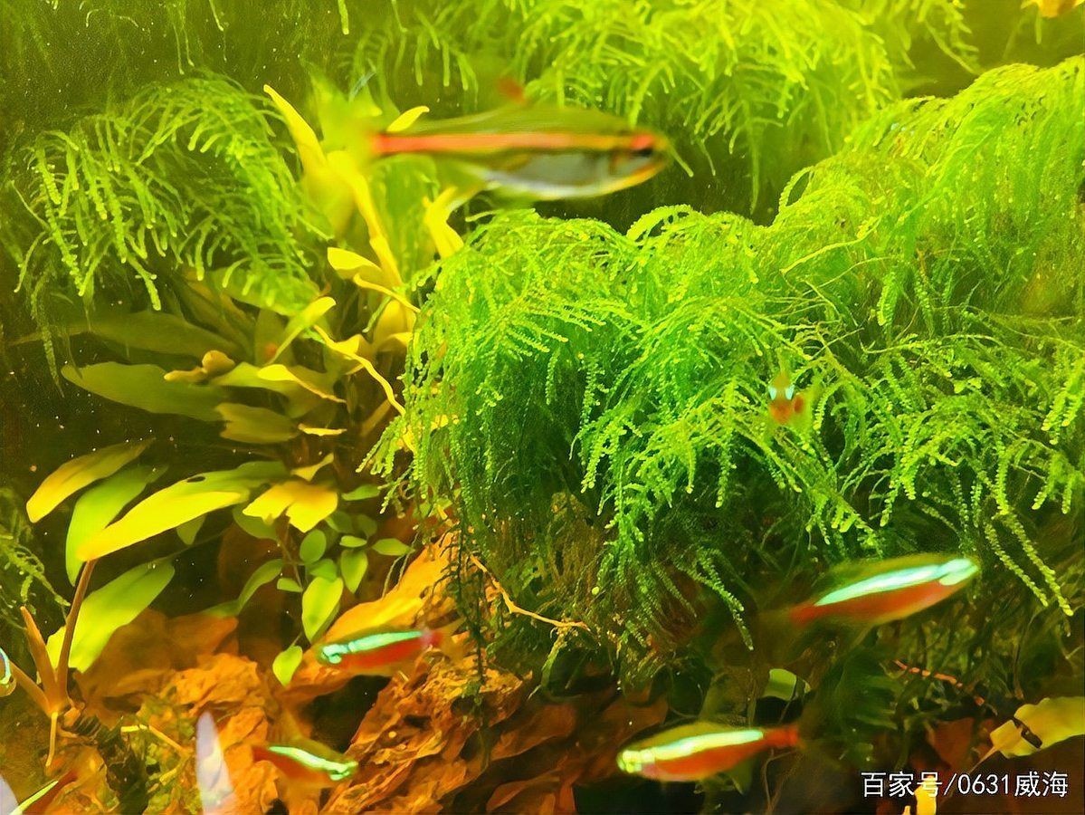 威海魚(yú)缸定做：威海魚(yú)缸定做服務(wù)
