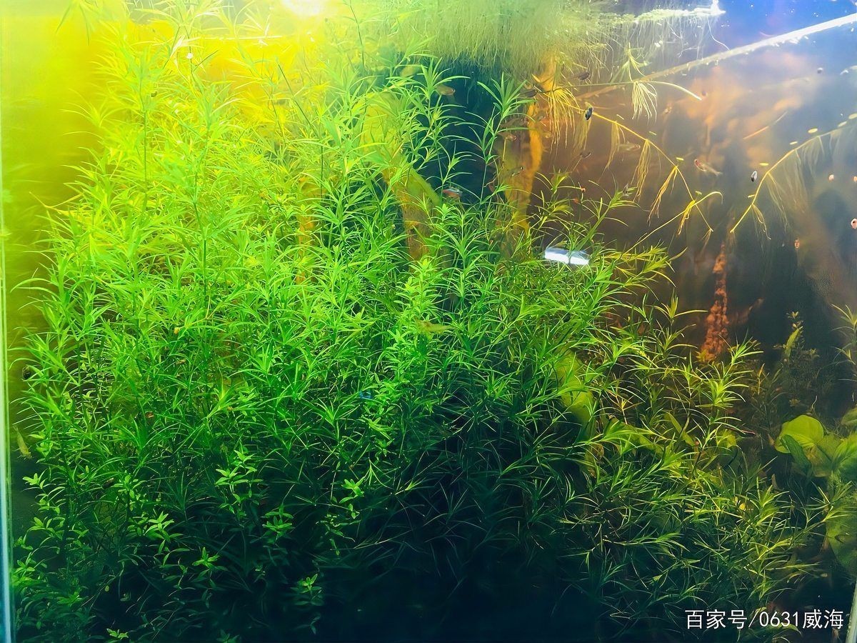 威海魚(yú)缸定做：威海魚(yú)缸定做服務(wù)