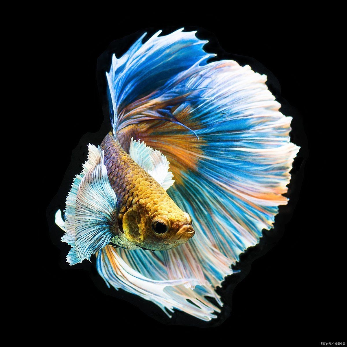 十大最耐養懶人魚：十大最適合懶人飼養的10種冷水魚品種，懶人必看