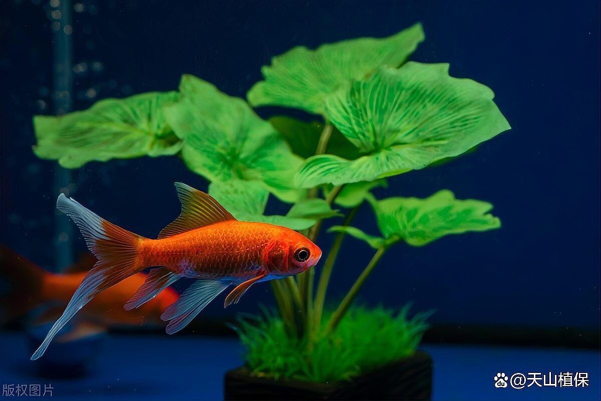 十大最耐養懶人魚：十大最適合懶人飼養的10種冷水魚品種，懶人必看