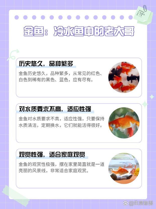 十大最耐養懶人魚：十大最適合懶人飼養的10種冷水魚品種，懶人必看