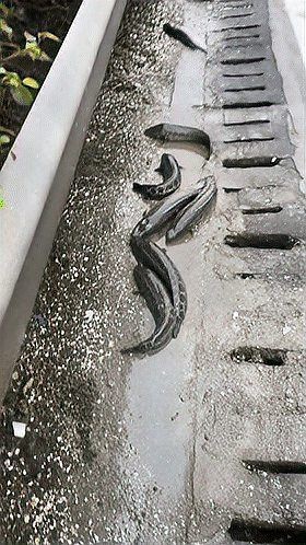 廣西黑魚叫什么：廣西地區(qū)所稱的“黑魚”通常指鱧科魚類