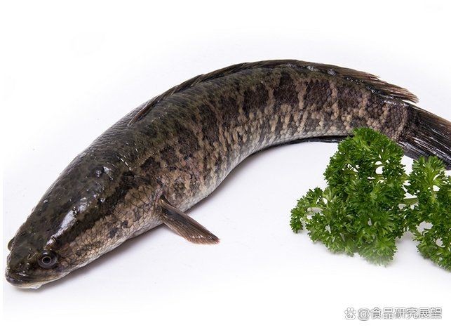 廣西黑魚叫什么：廣西地區(qū)所稱的“黑魚”通常指鱧科魚類