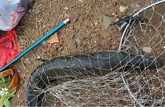 廣西黑魚叫什么：廣西地區(qū)所稱的“黑魚”通常指鱧科魚類