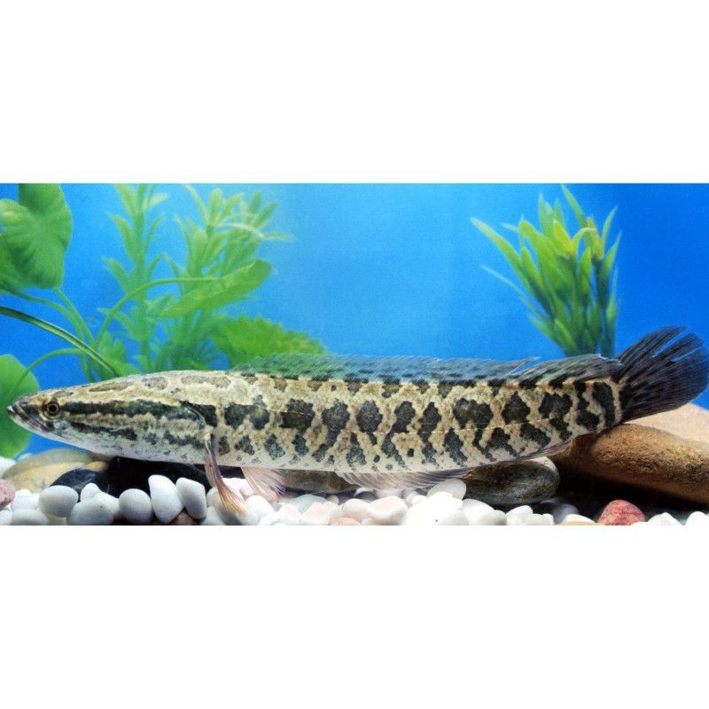 廣西黑魚叫什么：廣西地區(qū)所稱的“黑魚”通常指鱧科魚類
