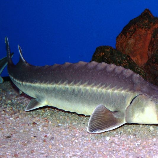 金沙鯊魚：“金沙鯊魚”的綜合性信息整理如下結合生物學特性