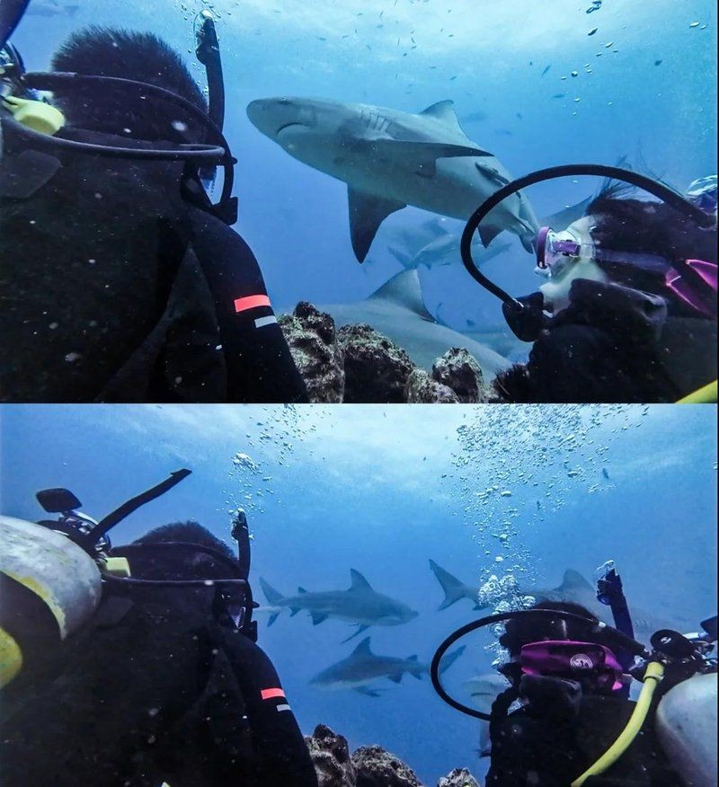 金沙鯊魚：“金沙鯊魚”的綜合性信息整理如下結合生物學特性