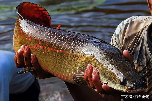 海象魚巨骨舌魚：巨骨舌魚與亞馬遜河流水流水流水流水流緩慢的巨骨舌魚