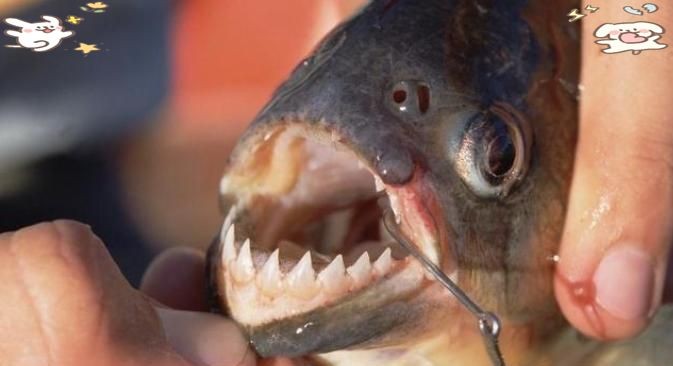 海象魚巨骨舌魚：巨骨舌魚與亞馬遜河流水流水流水流水流緩慢的巨骨舌魚