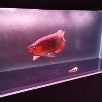 號半紅龍魚最忌三種食物：號半紅龍魚養殖技術