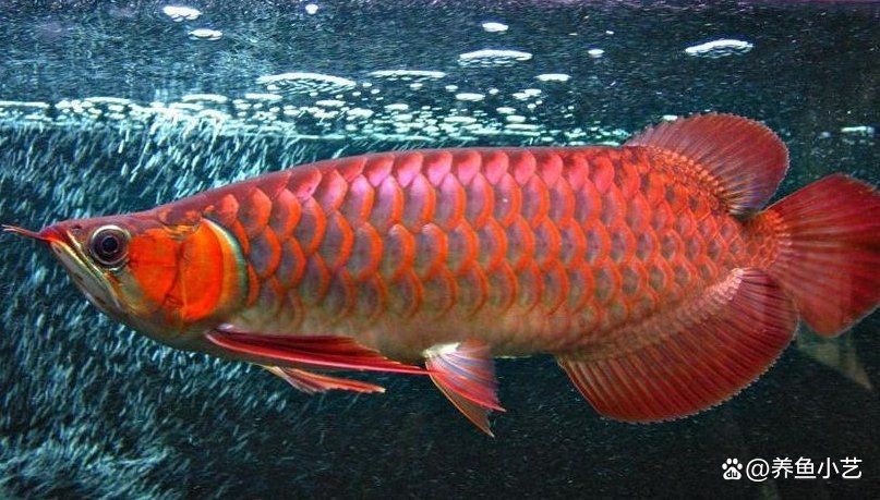 號半紅龍魚最忌三種食物：號半紅龍魚養殖技術