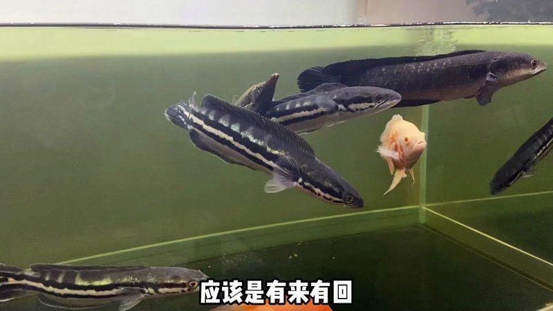 金塵雷龍魚兇猛魚：金塵雷龍魚的兇猛特性與其生存策略緊密相關(guān)飼養(yǎng)指南