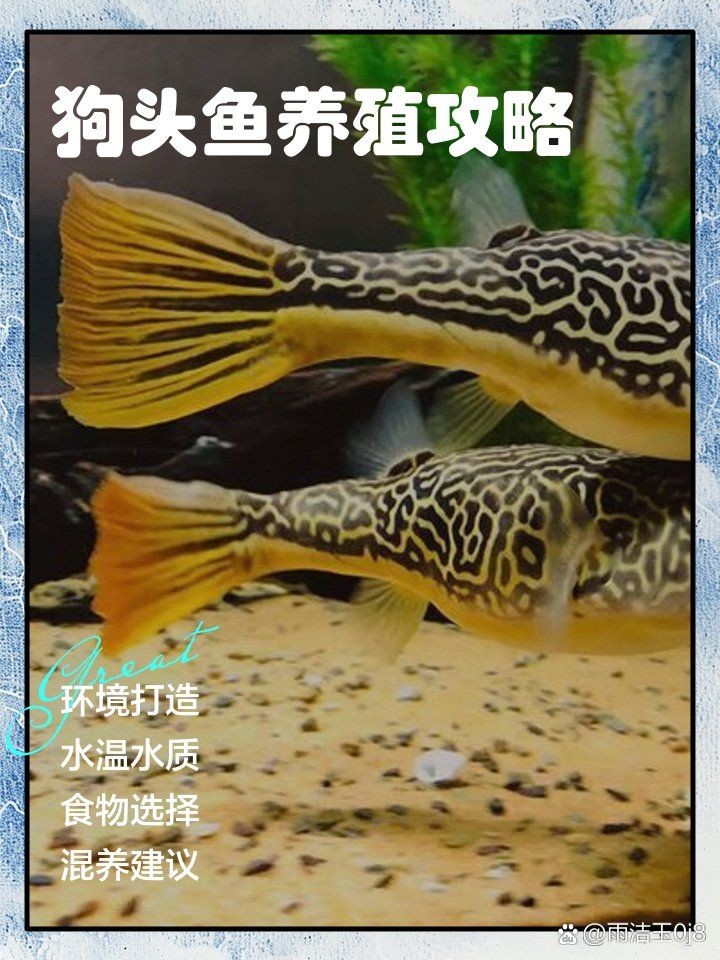 狗頭魚冷水可以養(yǎng)嗎：狗頭魚是否適合冷水飼養(yǎng)