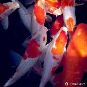 家里養(yǎng)7紋鯉吉利嗎：關(guān)于家中飼養(yǎng)七紋鯉是否吉利的問題需結(jié)合傳統(tǒng)文化與現(xiàn)實(shí)考量進(jìn)行分析