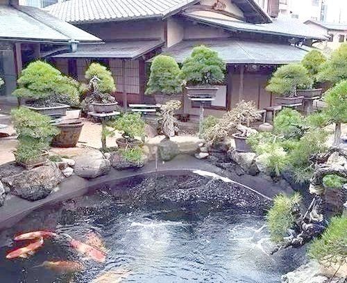 家里養(yǎng)7紋鯉吉利嗎：關(guān)于家中飼養(yǎng)七紋鯉是否吉利的問題需結(jié)合傳統(tǒng)文化與現(xiàn)實(shí)考量進(jìn)行分析