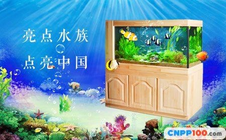 保定水族批發(fā)市場：保定市水族批發(fā)市場