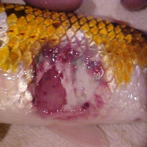 殺魚(yú)虱最簡(jiǎn)單三個(gè)方法：養(yǎng)魚(yú)技術(shù)——魚(yú)虱處理