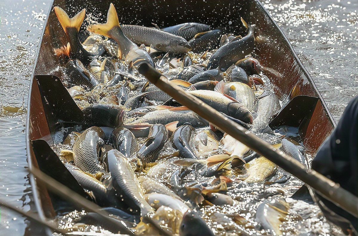 殺魚虱最簡單三個方法：養魚技術——魚虱處理