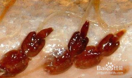 殺魚虱最簡單三個方法：養魚技術——魚虱處理
