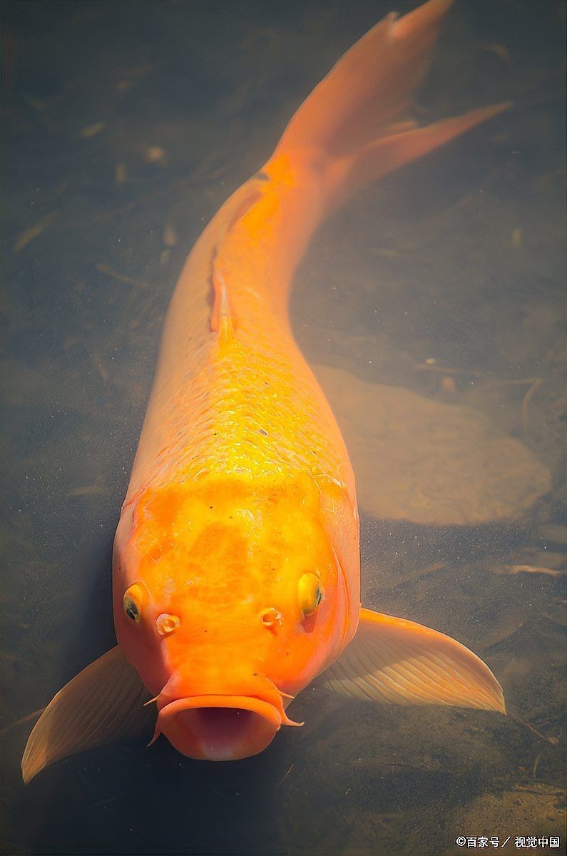殺魚虱最簡單三個方法：養魚技術——魚虱處理