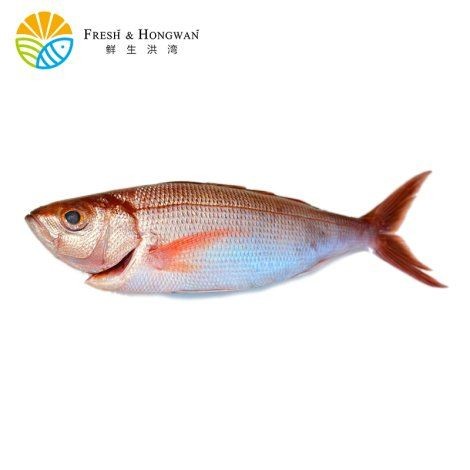 歌利魚多少錢一斤：“歌利魚多少錢一斤”是消費者關注的核心問題其價格