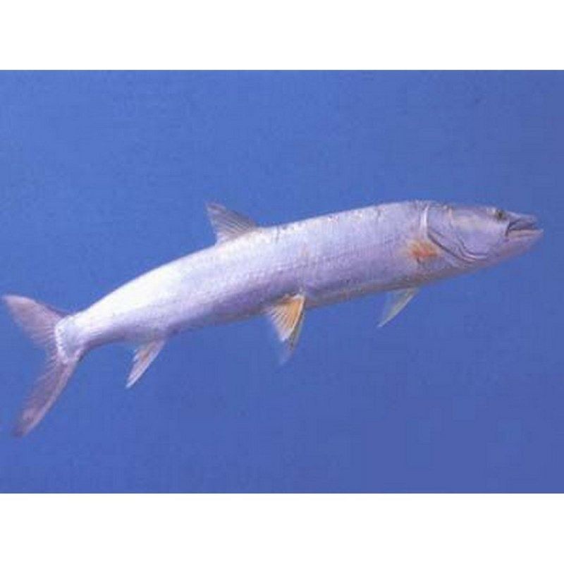 廣東有鳡魚嗎：廣東淡水生態系統[需手動填充]魚在廣東釣魚的重要棲息地區