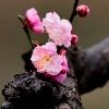 家里養孔雀的害處：家庭養殖孔雀的注意事項