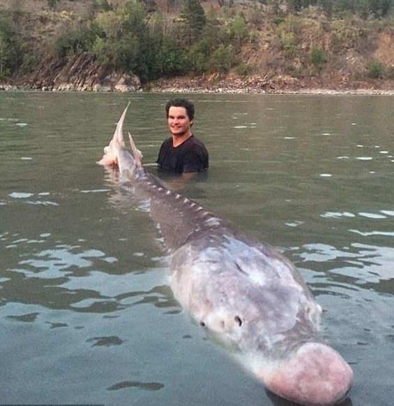 河里像豬鼻子的魚很長的：淡水河豚)常見品種介紹