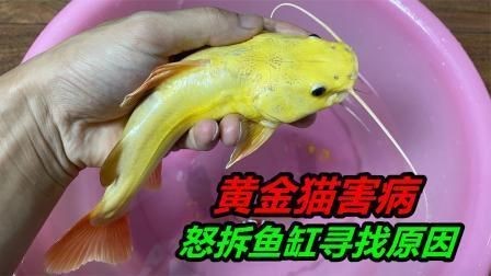 金貓魚：*《金貓魚》*陳沖自傳性散文作品