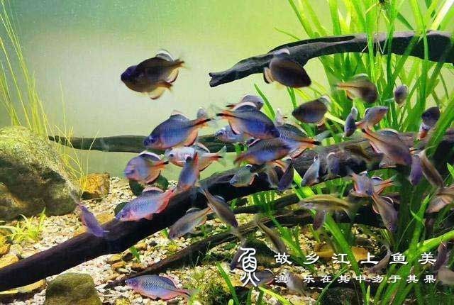 家里養(yǎng)鳑鲏?mèng)~不吉利的原因：養(yǎng)殖民間觀念中[需手動(dòng)填充][需手動(dòng)填充]魚被視為不吉利的實(shí)質(zhì)是不吉利的