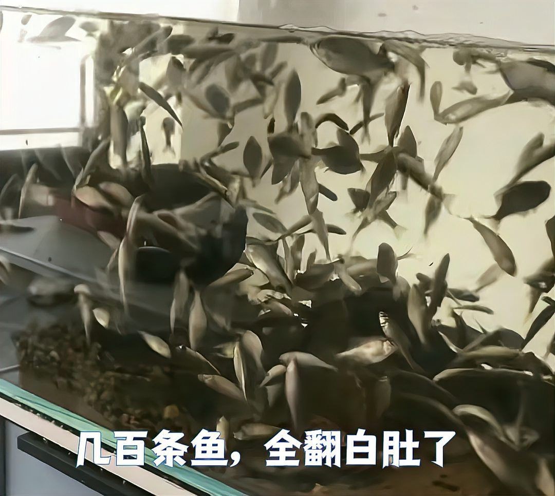 家里養(yǎng)鳑鲏?mèng)~不吉利的原因：養(yǎng)殖民間觀念中[需手動(dòng)填充][需手動(dòng)填充]魚被視為不吉利的實(shí)質(zhì)是不吉利的
