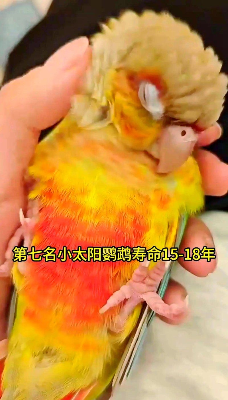 金剛鸚鵡一只多少元：金剛鸚鵡價格一般多少錢一只