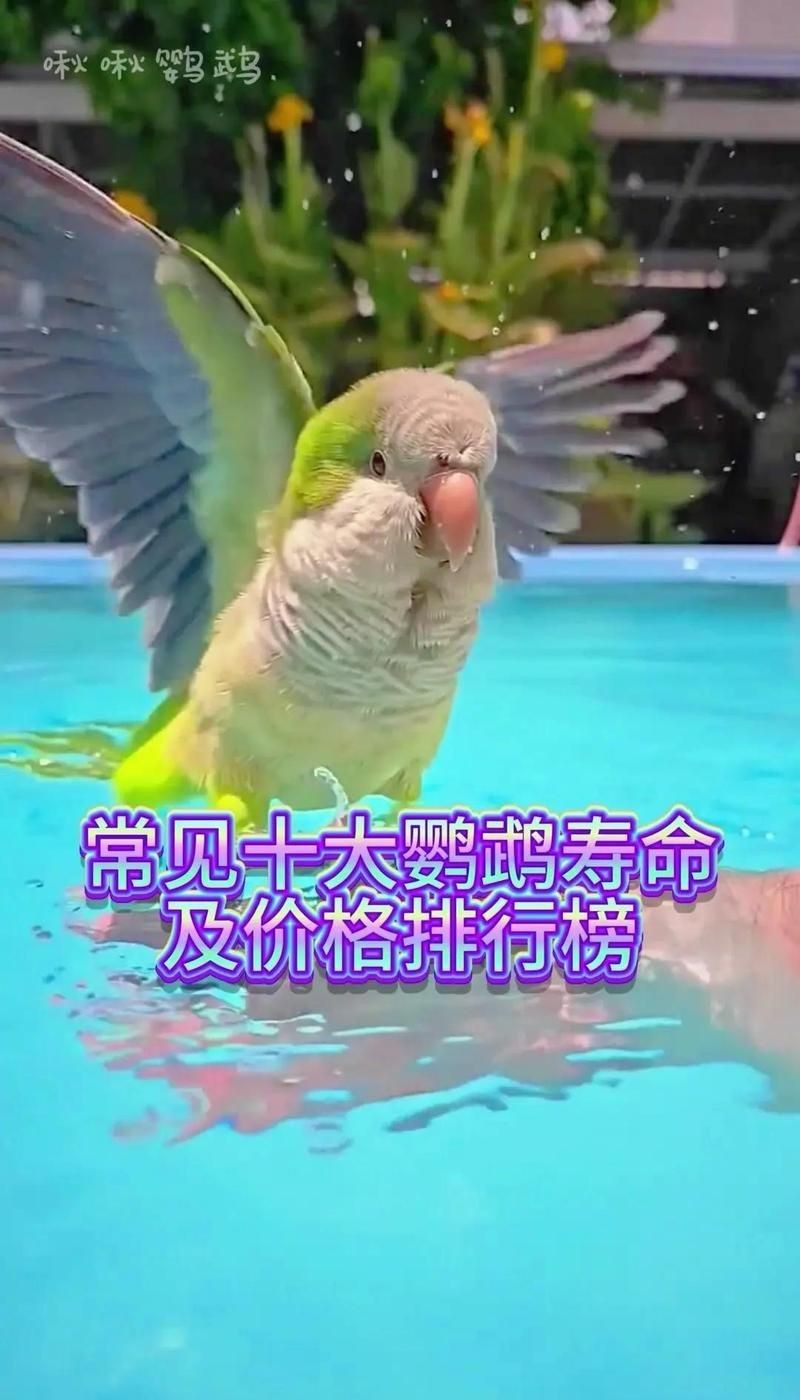 金剛鸚鵡一只多少元：金剛鸚鵡價格一般多少錢一只