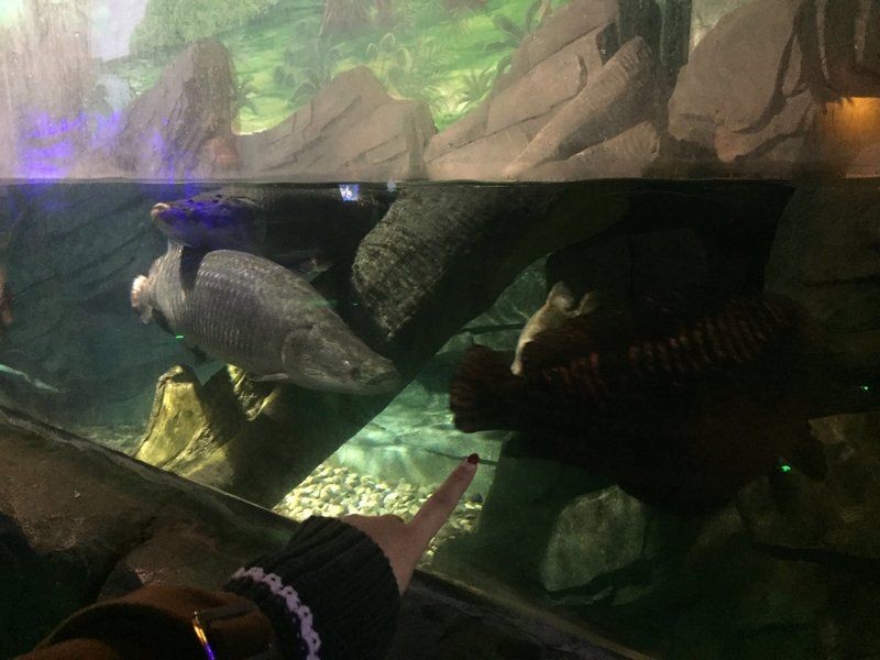 徐州水族店：徐州最大的水族館