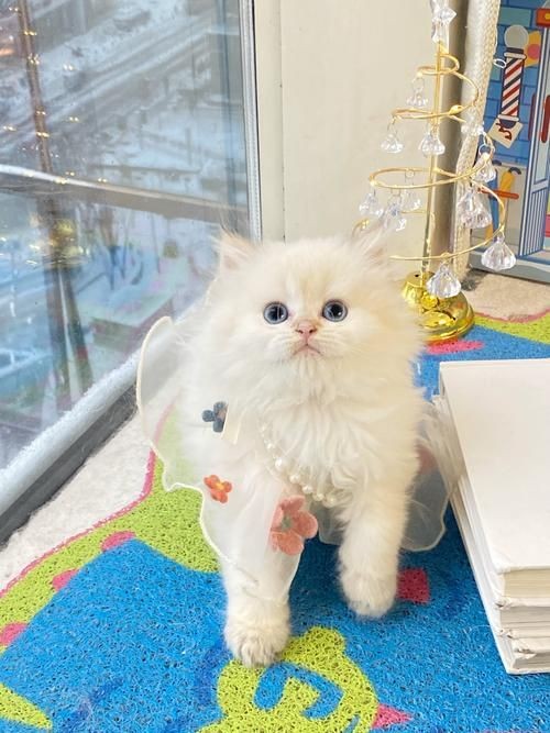 金點貓長大后的圖片：別把金點貓當“金漸層”!這3個特征辨真假,純血的一只賣兩萬