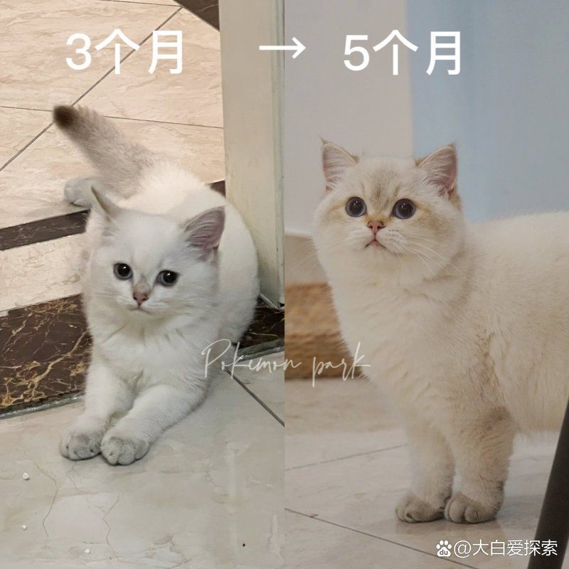 金點貓長大后的圖片：別把金點貓當“金漸層”!這3個特征辨真假,純血的一只賣兩萬