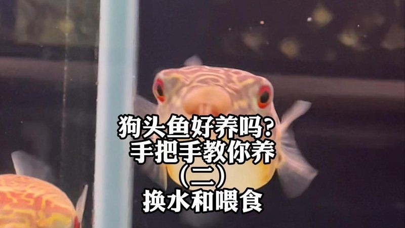 狗頭魚會(huì)咬人手指嗎：淺析魚類攻擊行為,光明網(wǎng),狗頭魚好養(yǎng)嗎