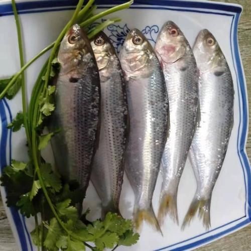 海刺魚圖片：**《海刺魚圖片》*
