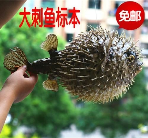 海刺魚圖片：**《海刺魚圖片》*