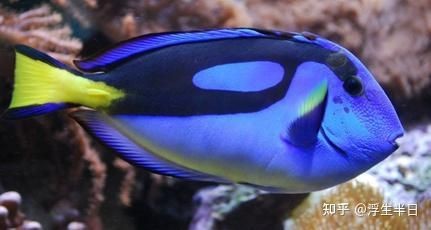 海刺魚圖片：**《海刺魚圖片》*